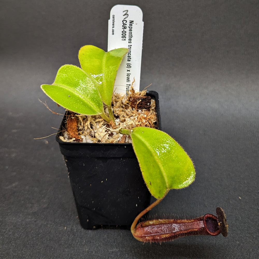 
                      
                        Nepenthes truncata (d) x lowii Trusmadi, CAR-0061
                      
                    