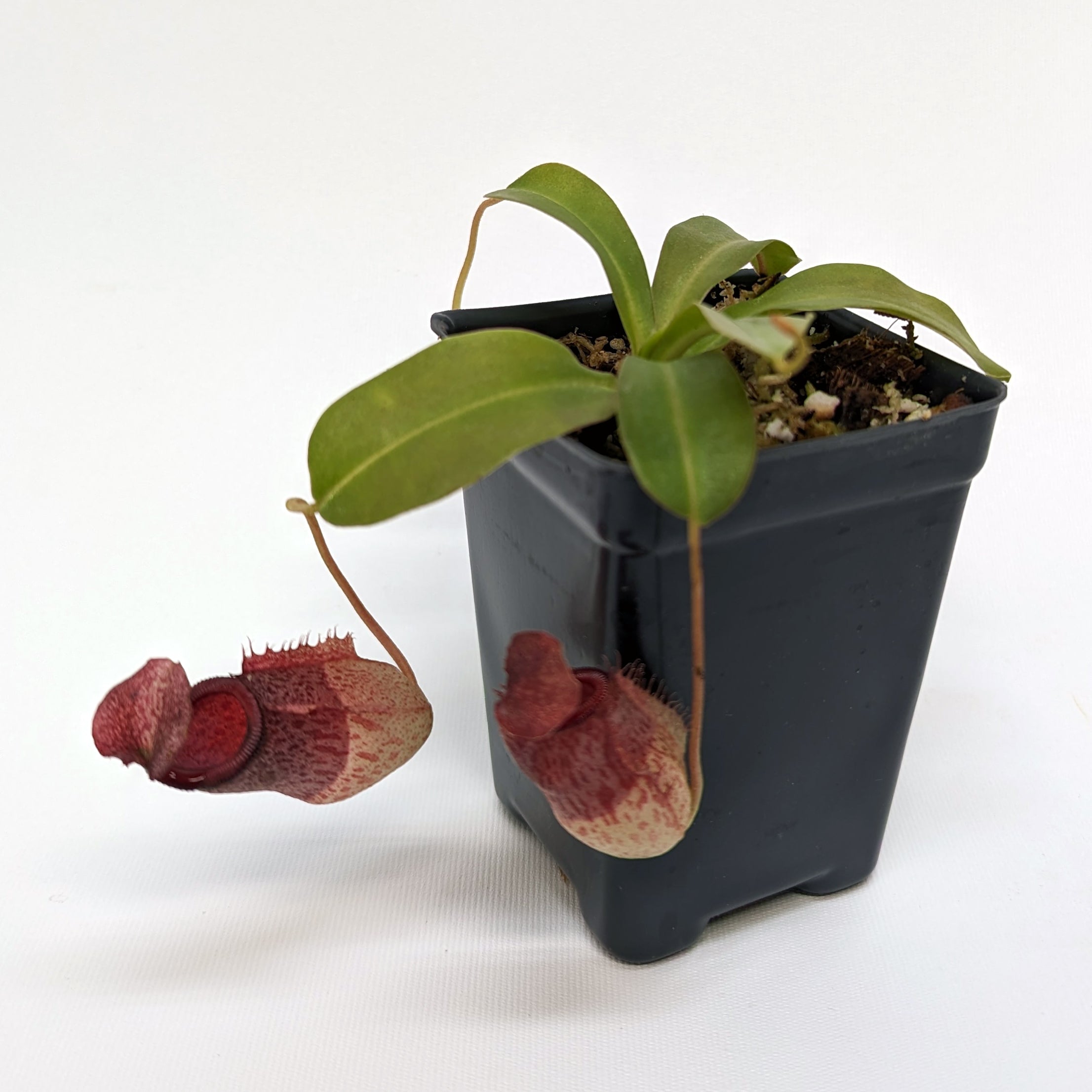 野菜 MiMi Nepenthes 'Mimi's Kiss' – Carnivero