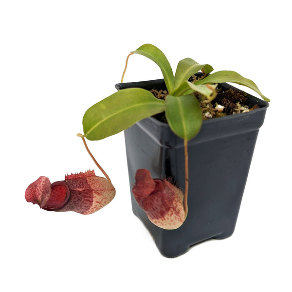 Exotenherz - Starter Set Carnivorous Plant - 3 Plants on OnBuy