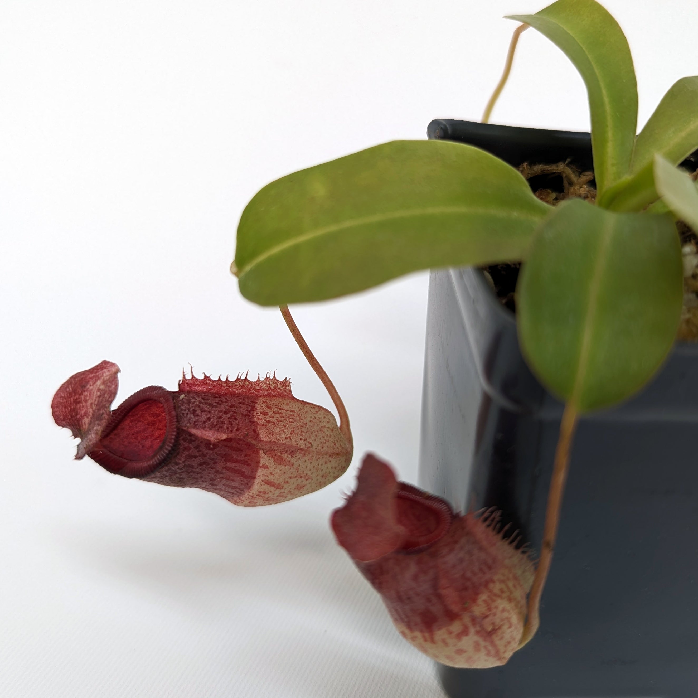 Nepenthes 'Mimi's Kiss' – Carnivero
