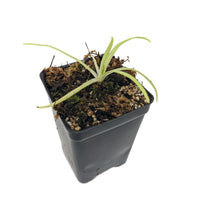 Indoor Beginner Carnivorous Plant Collection - FREE SHIPPING