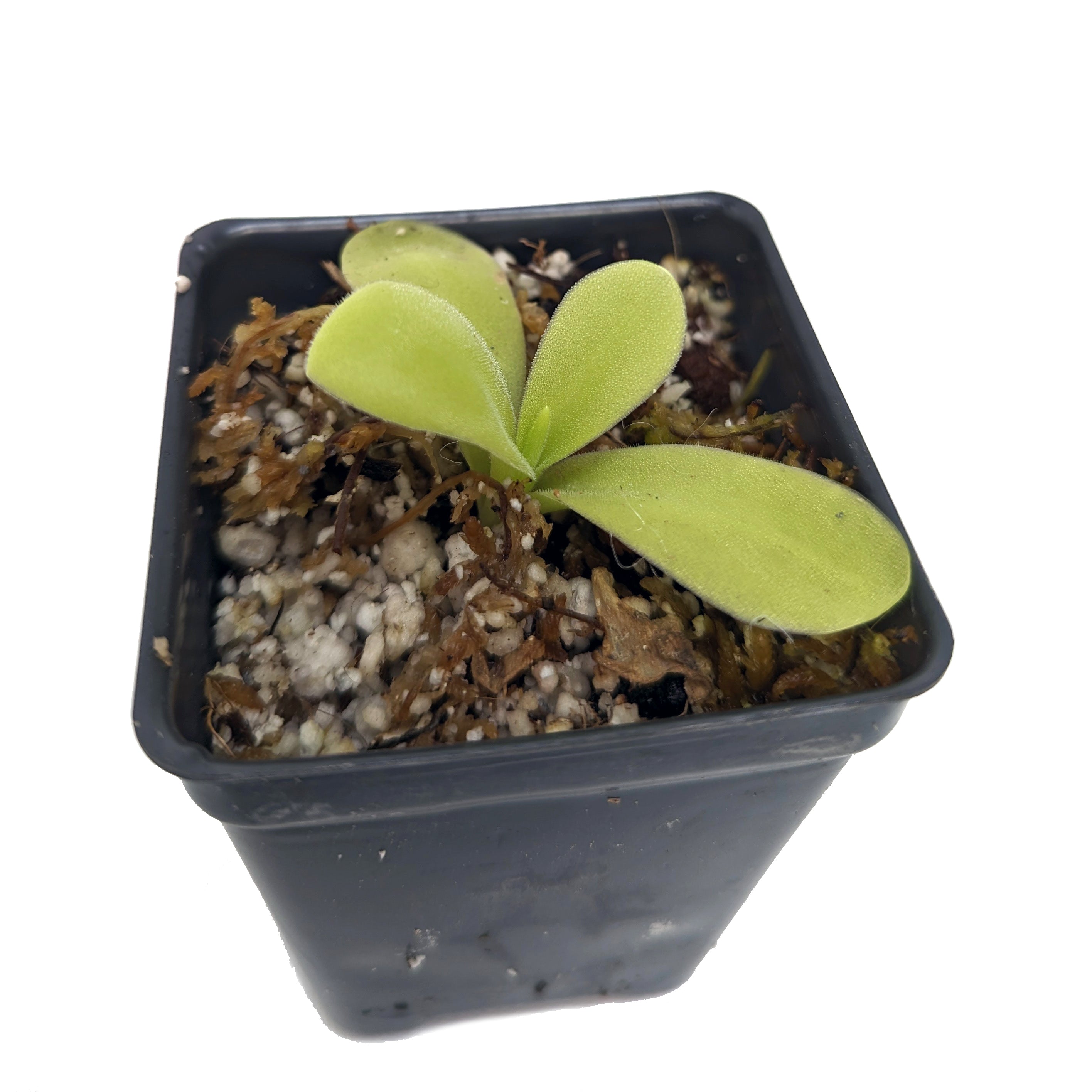 カオナシ　プランター Indoor Beginner Carnivorous Plant Collection - FREE SHIPPING