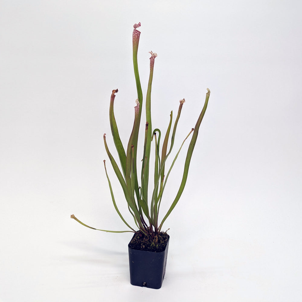 
                      
                        Sarracenia leucophylla
                      
                    