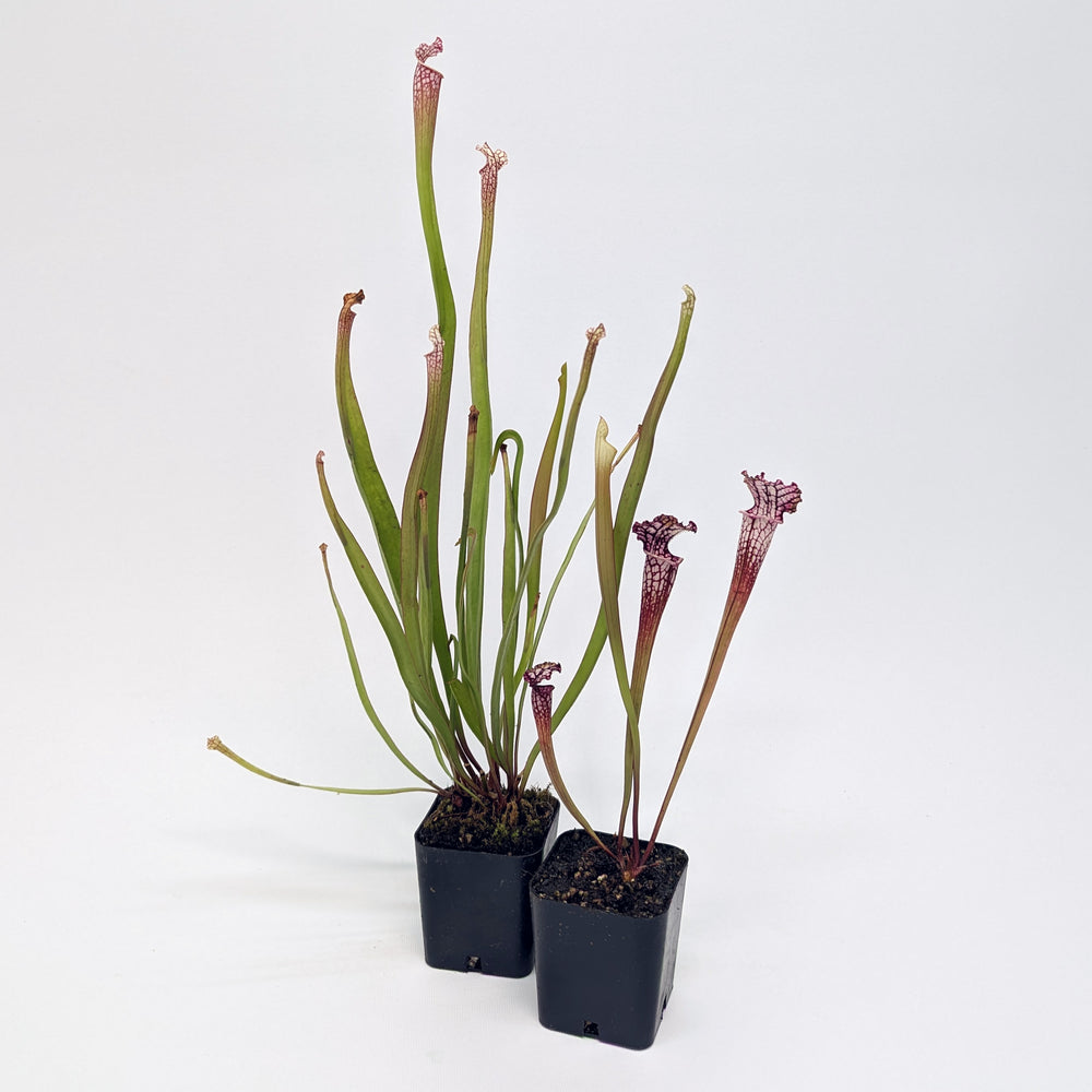 
                      
                        Sarracenia leucophylla
                      
                    