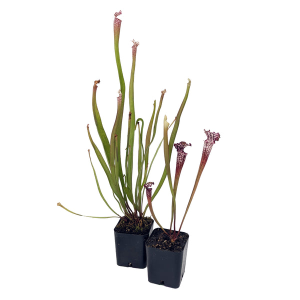 Bloomscape Launches New Carnivorous Plant Collection