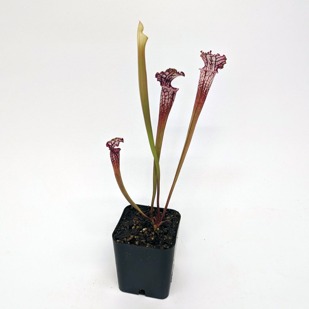 
                      
                        Sarracenia leucophylla
                      
                    
