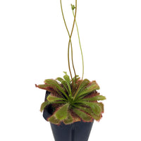 Outdoor Beginner Carnivorous Plant Collection - FREE SHIPPING