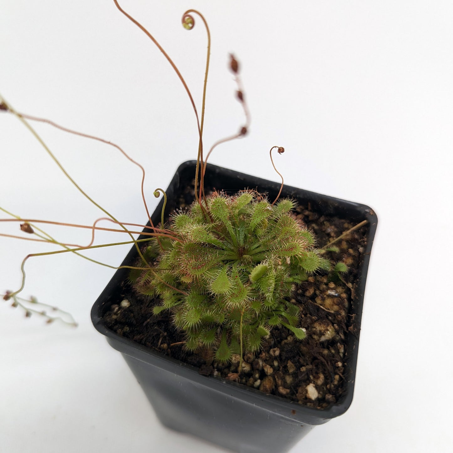 sundew potting mix Drosera spatulata sundew – Carnivero