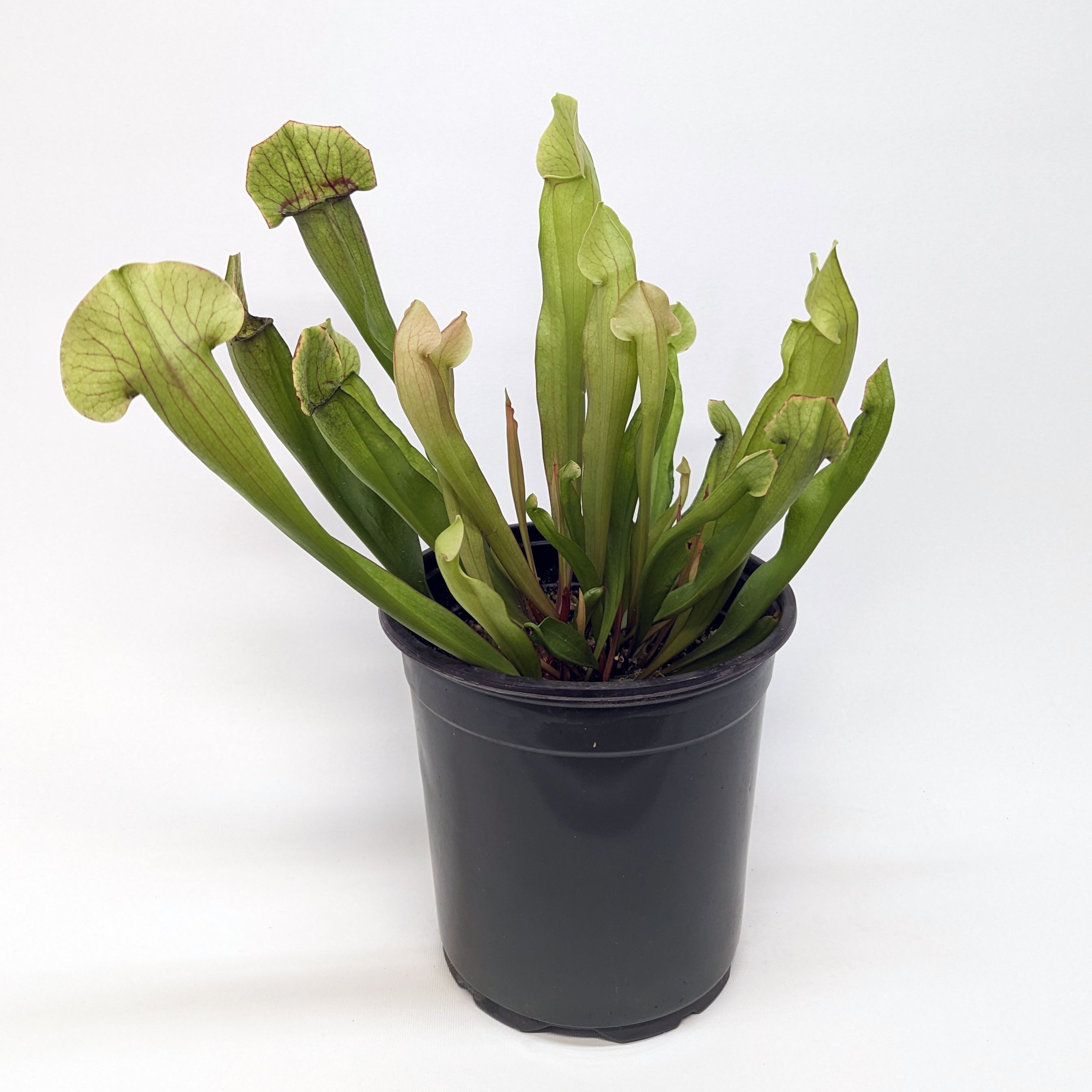 Sarracenia 'Meerkat Mob' – Carnivero