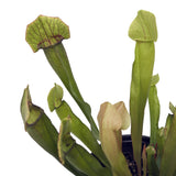 Outdoor Beginner Carnivorous Plant Collection - FREE SHIPPING