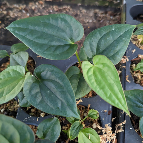 Anthurium antolakii x luxurians plant with broad glossy green heart shaped leaves in a pot