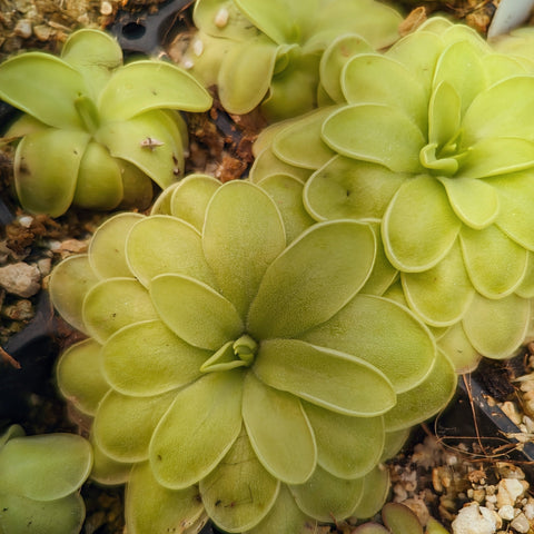 Pinguicula Golden Eye butterwort rosette with broad pale green leaves.