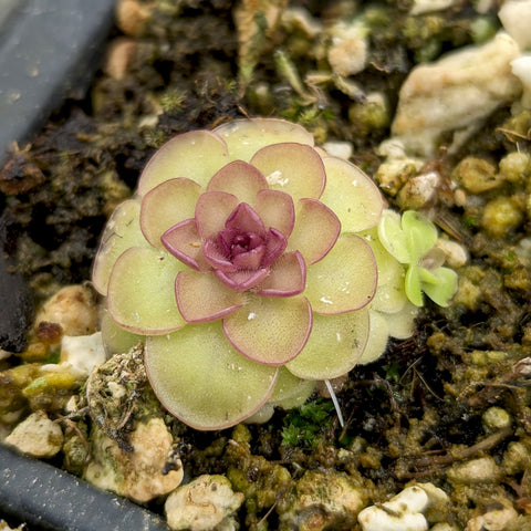 Pinguicula Hanka butterwort rosette with green leaves edged purple in a gritty mix