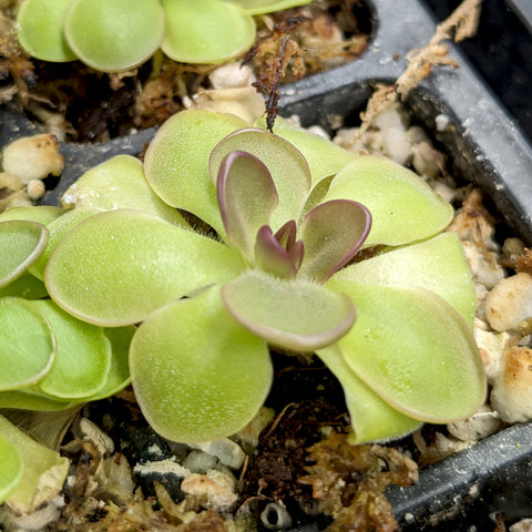 Pinguicula Hanka butterwort rosette with lime green leaves and purple center.
