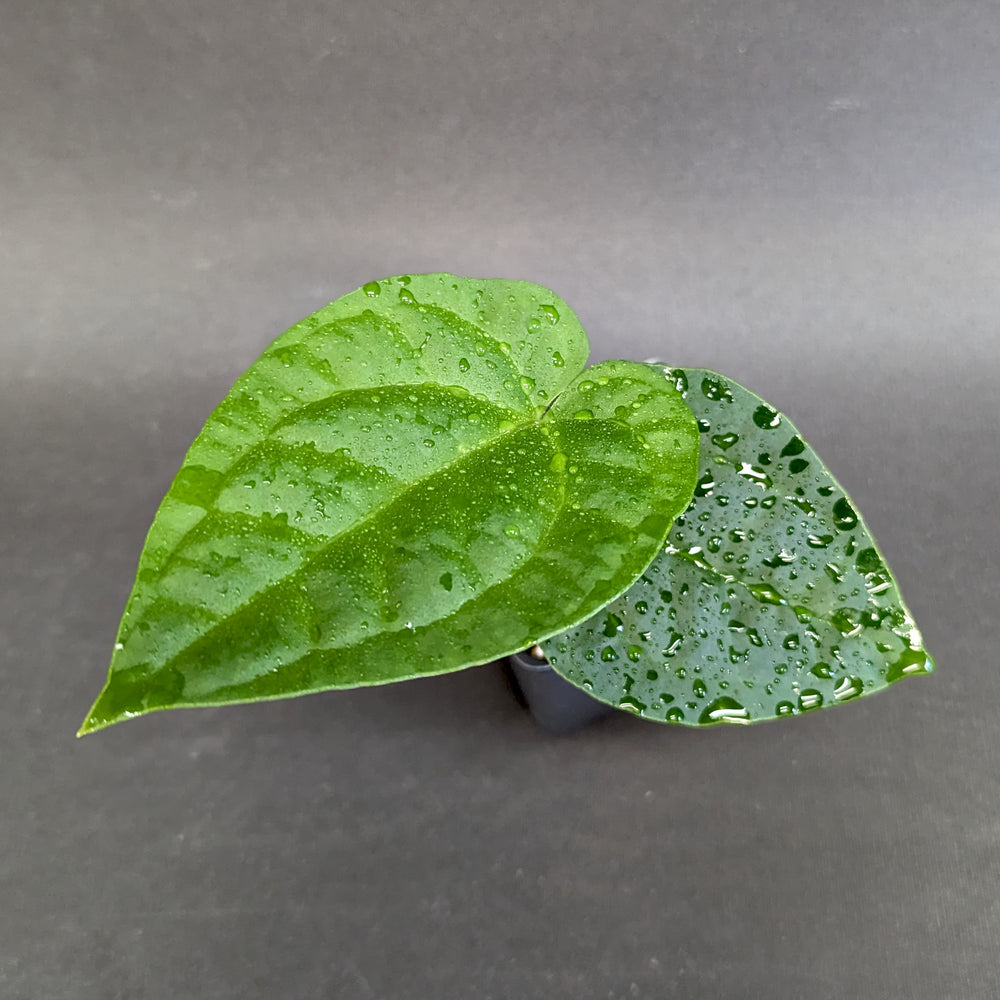
                      
                        Anthurium crystallinum x debilis, CAR-0235
                      
                    