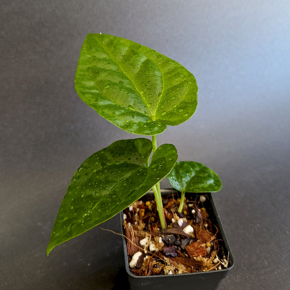 
                      
                        Anthurium crystallinum x debilis, CAR-0235
                      
                    