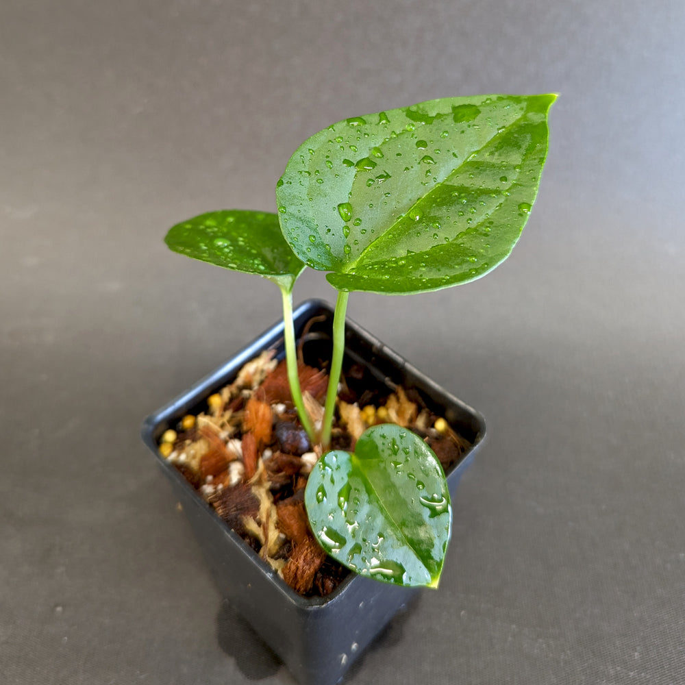 
                      
                        Anthurium crystallinum x debilis, CAR-0235
                      
                    