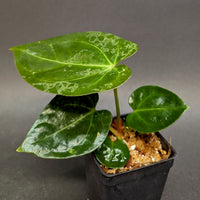 Anthurium (crystallinum x forgetii) x Indo Hoffmannii, CAR-0358