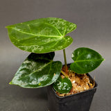 Anthurium (crystallinum x forgetii) x Indo Hoffmannii, CAR-0358