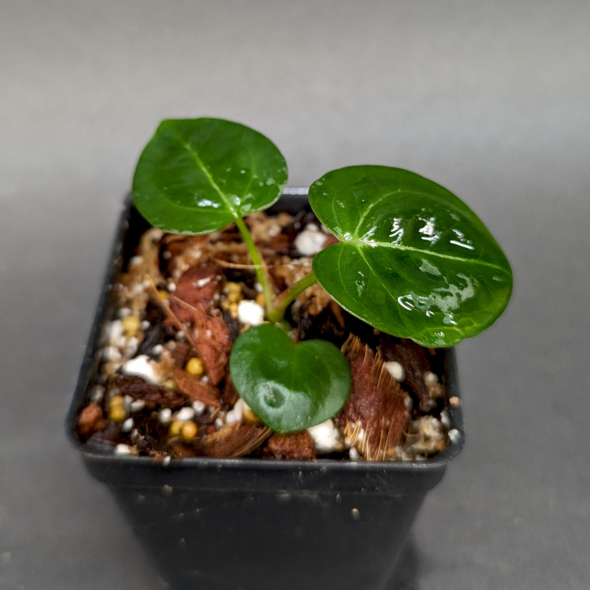 Anthurium (crystallinum x forgetii) x Indo Hoffmannii, CAR-0358 – Carnivero