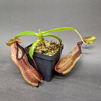 Nepenthes spathulata x hamata, BE-3843