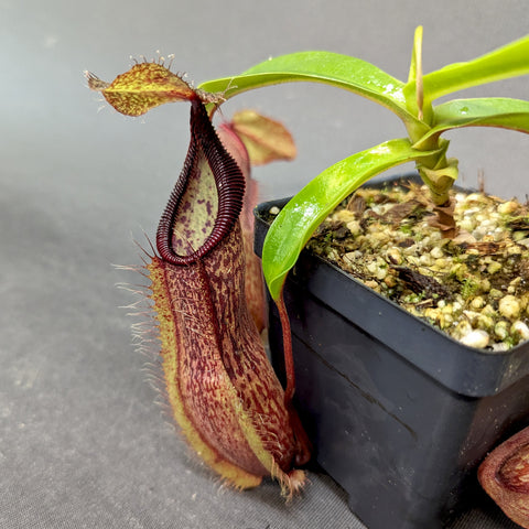 Nepenthes spathulata x hamata BE-3843 pitcher plant with burgundy mottled pitcher in a small pot
