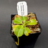 Nepenthes villosa x robcantleyi