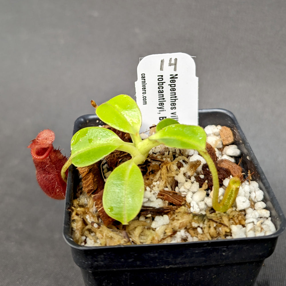 
                      
                        Nepenthes villosa x robcantleyi
                      
                    