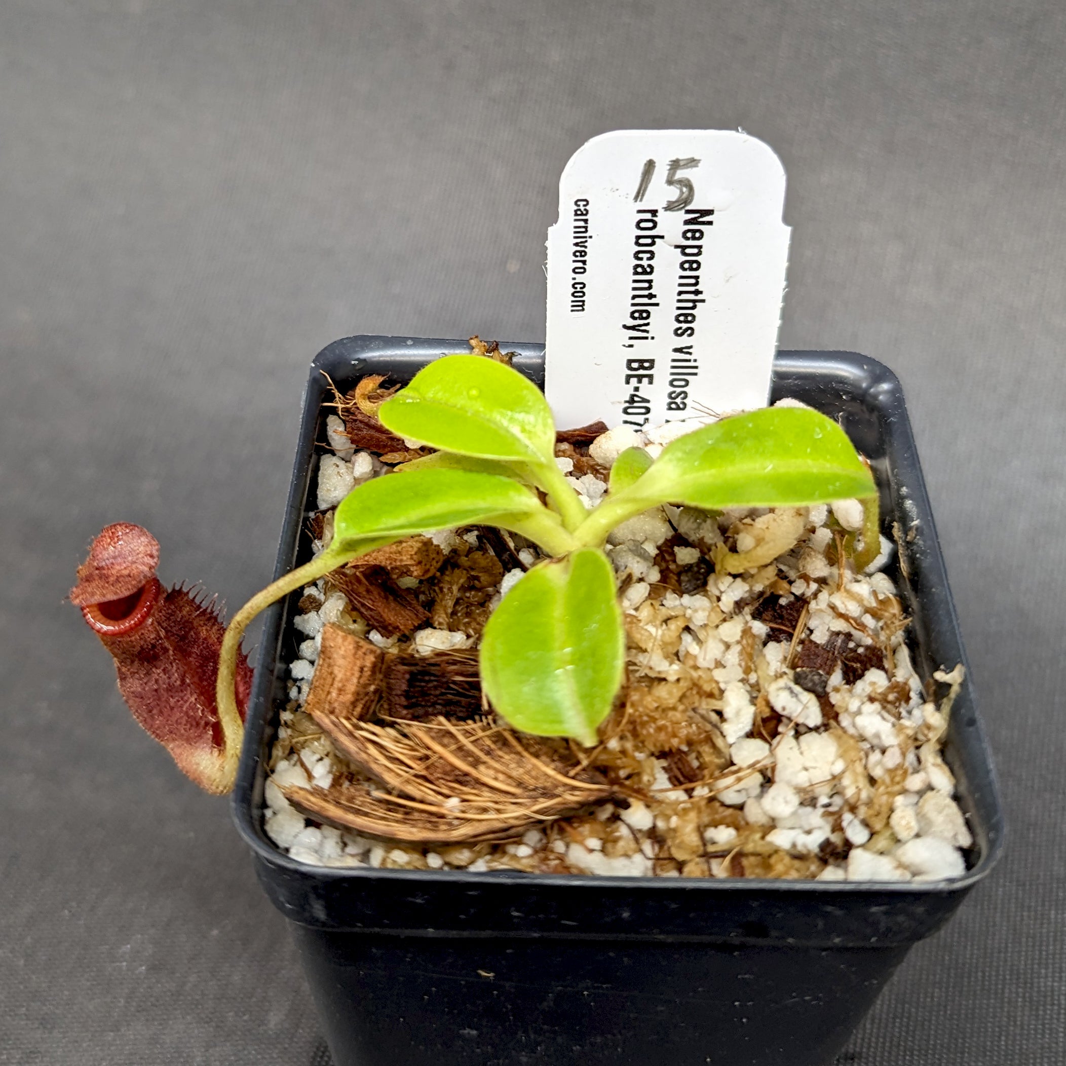 Nepenthes villosa x robcantleyi - Exact Plant – Carnivero