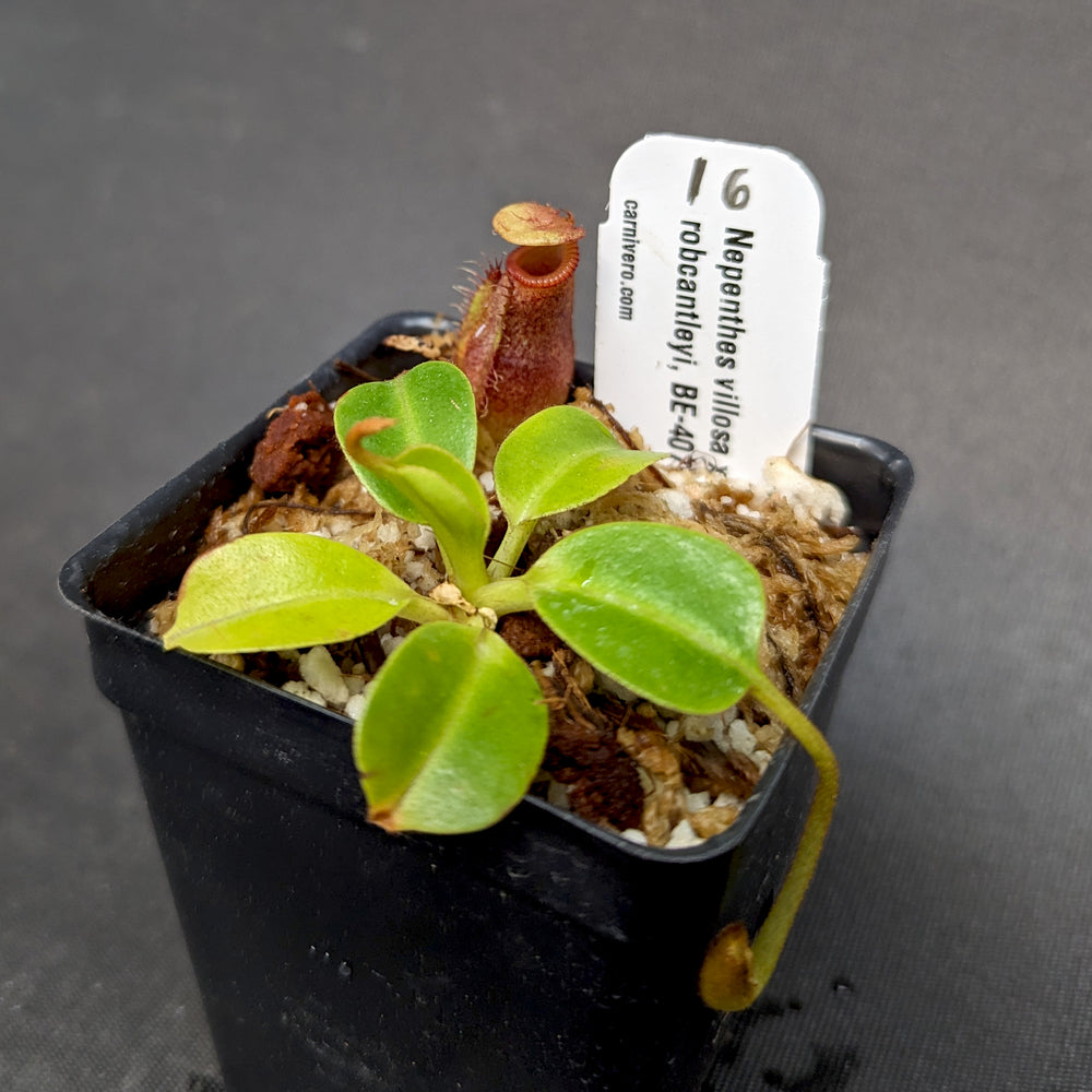 
                      
                        Nepenthes villosa x robcantleyi
                      
                    