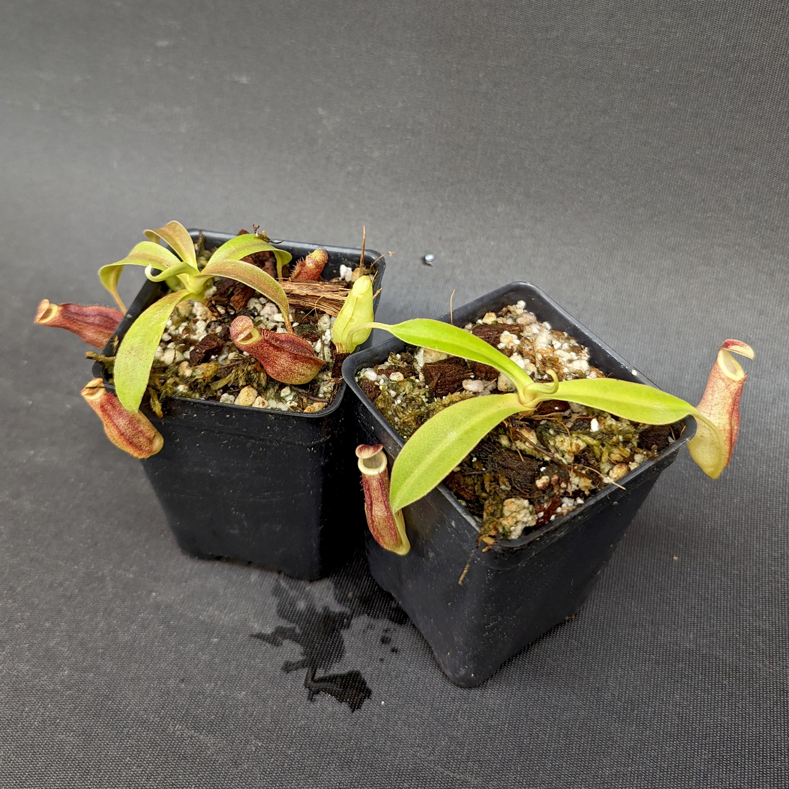 Nepenthes 