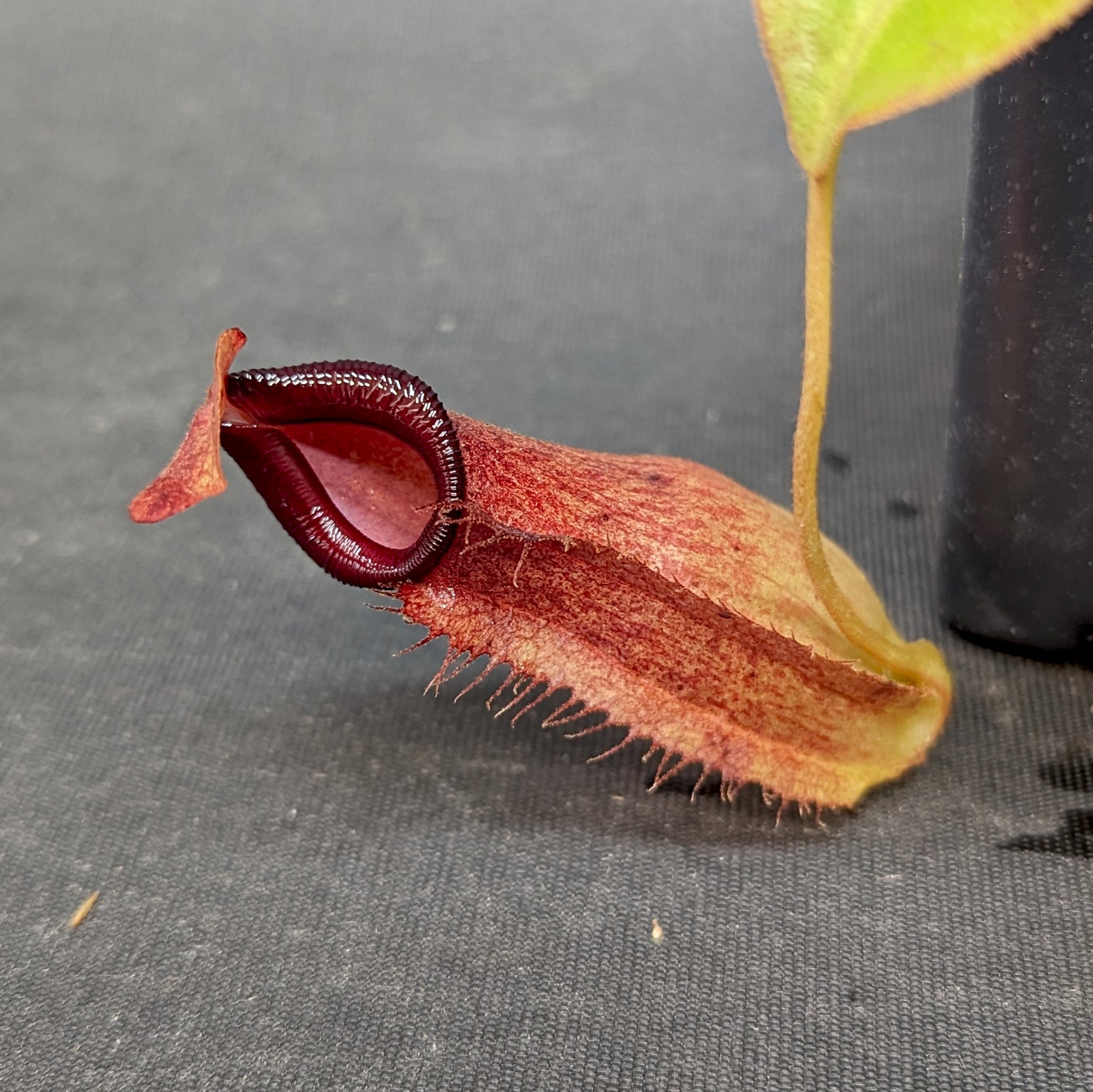 Nepenthes Nepenthes