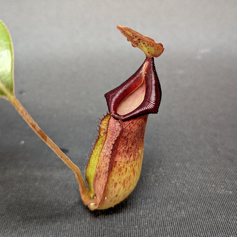 Nepenthes Moira pitcher plant with a burgundy tubular pitcher and ribbed peristome