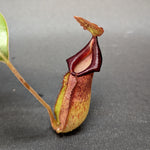 Nepenthes "Moira", CAR-0360, pitcher plant, carnivorous plant, collectors plant, large pitchers, rare plants