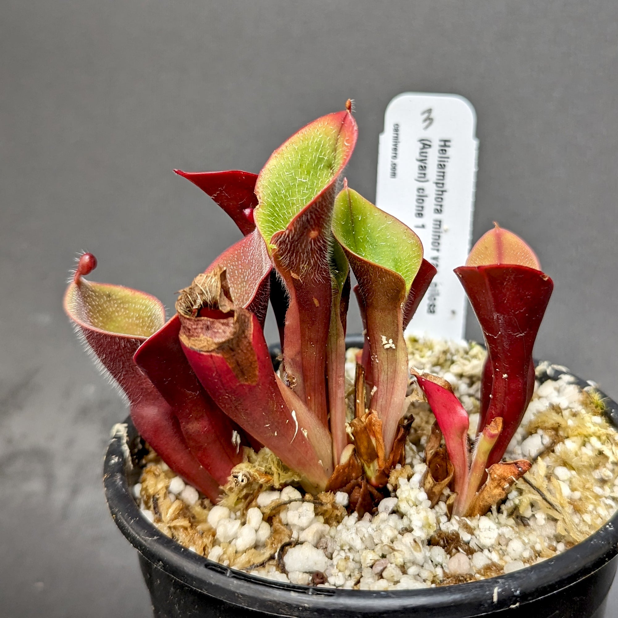 Heliamphora minor var pilosa (Auyan) – Carnivero