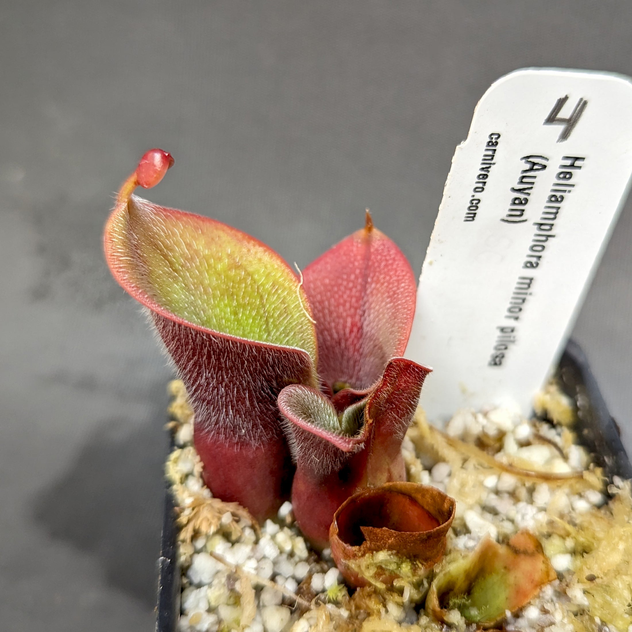 Heliamphora minor var pilosa (Auyan) – Carnivero