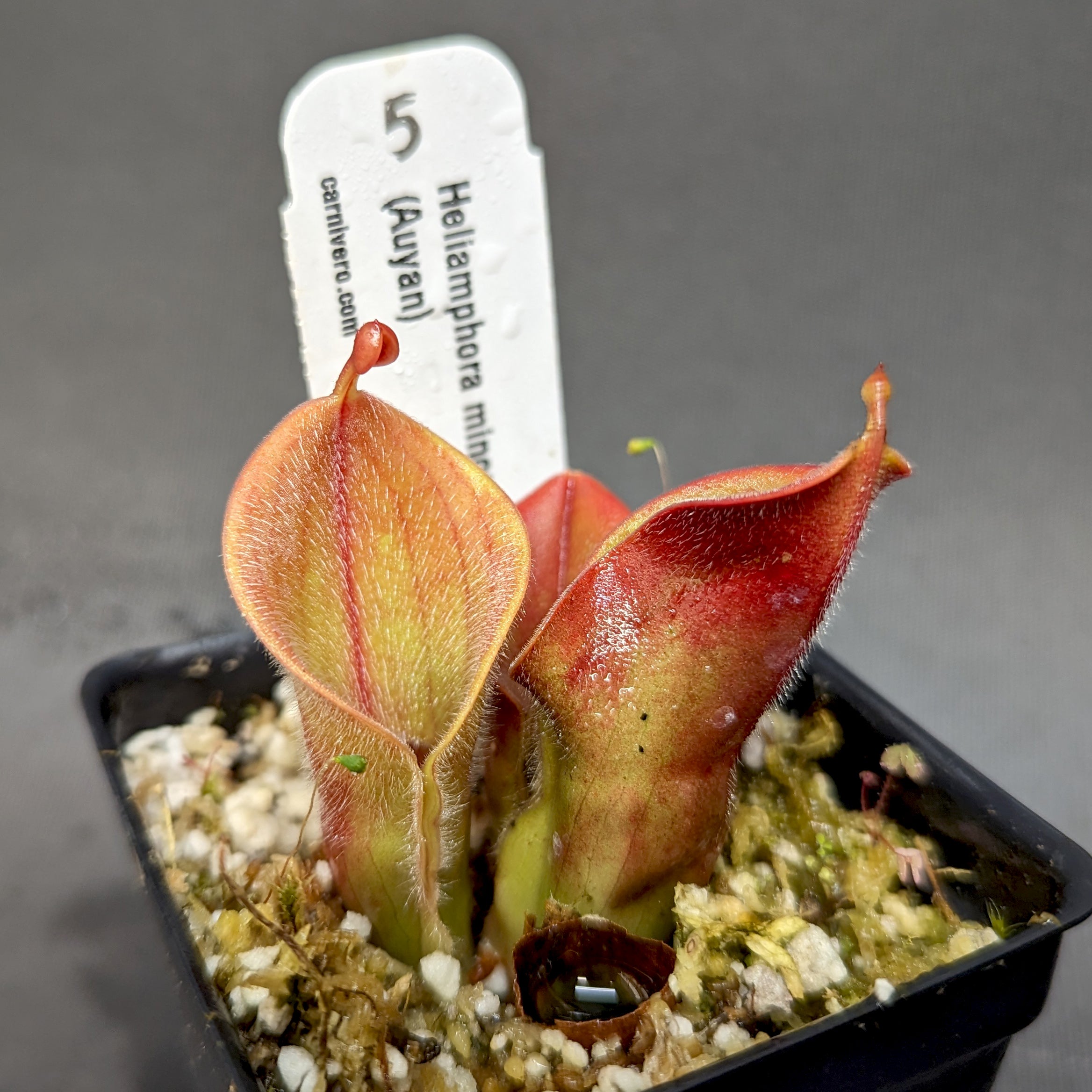 Heliamphora minor var pilosa (Auyan) – Carnivero