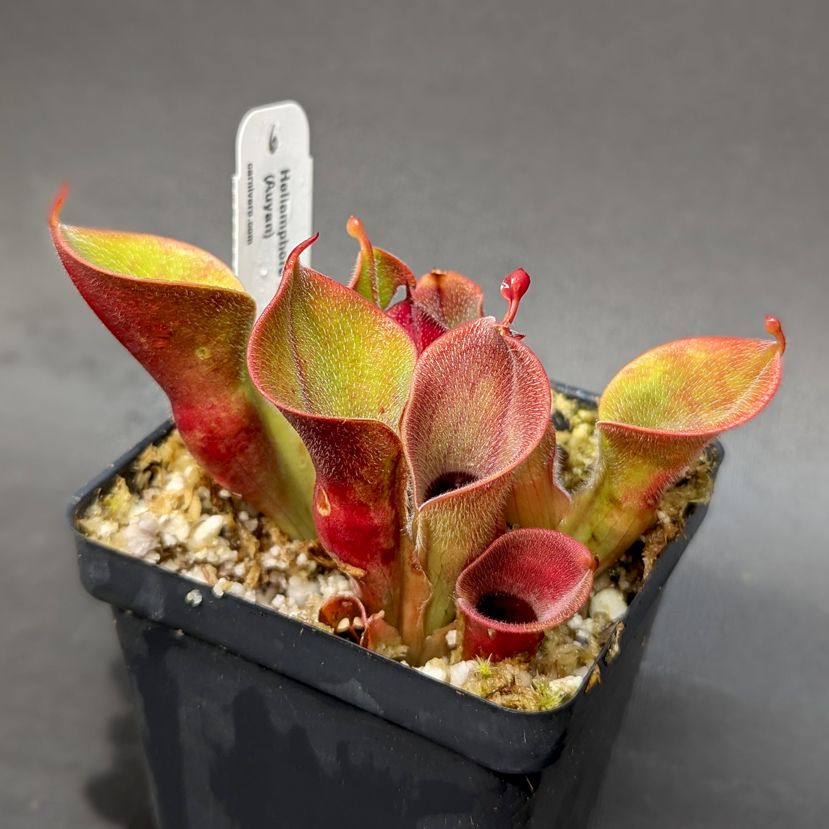 ヘリアンフォラ Heliamphora minor var. pilosa AW Heliamphora minor var pilosa (Auyan) – Carnivero