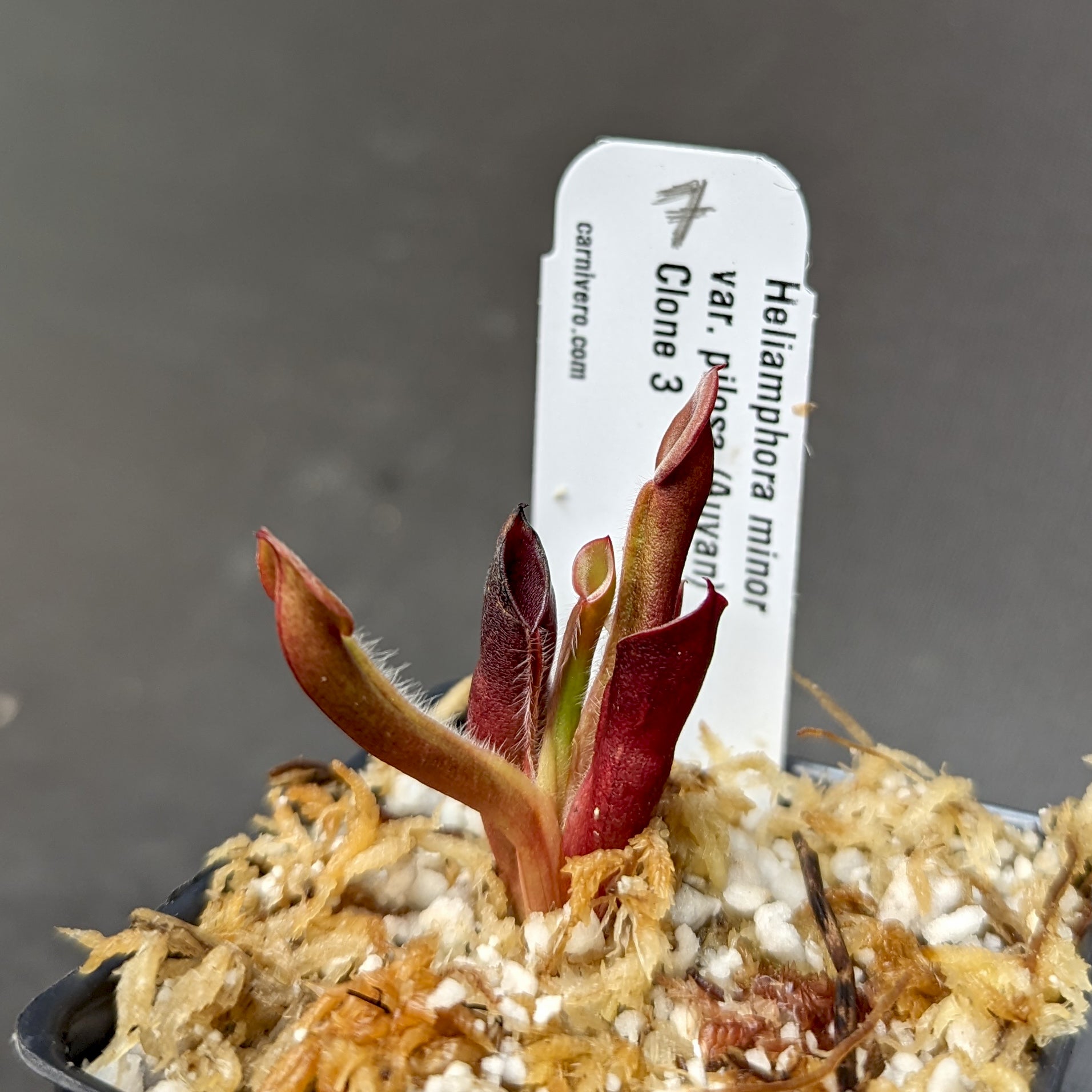 Heliamphora minor var pilosa (Auyan) – Carnivero