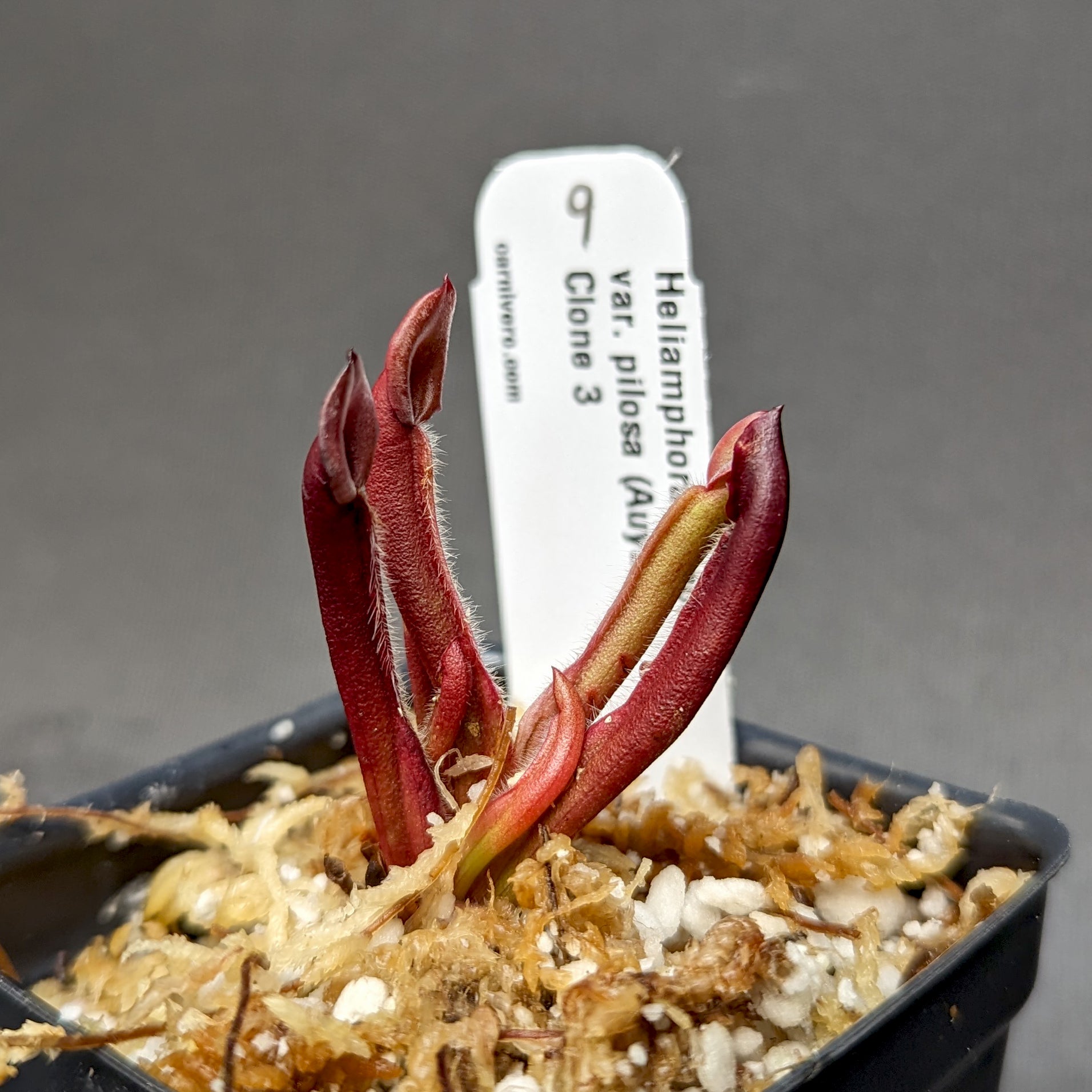 Heliamphora minor var pilosa (Auyan) – Carnivero