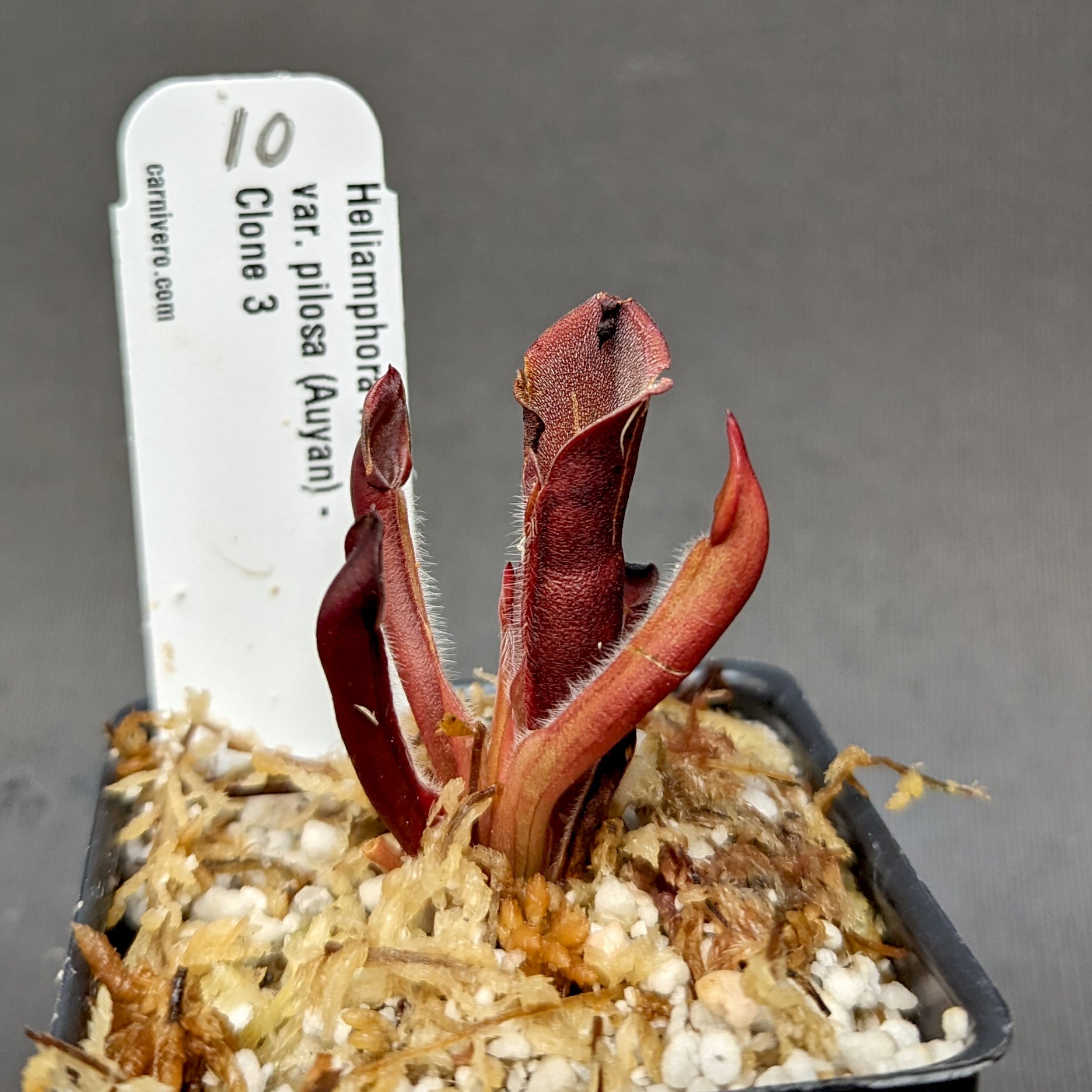 Heliamphora minor var pilosa (Auyan) – Carnivero