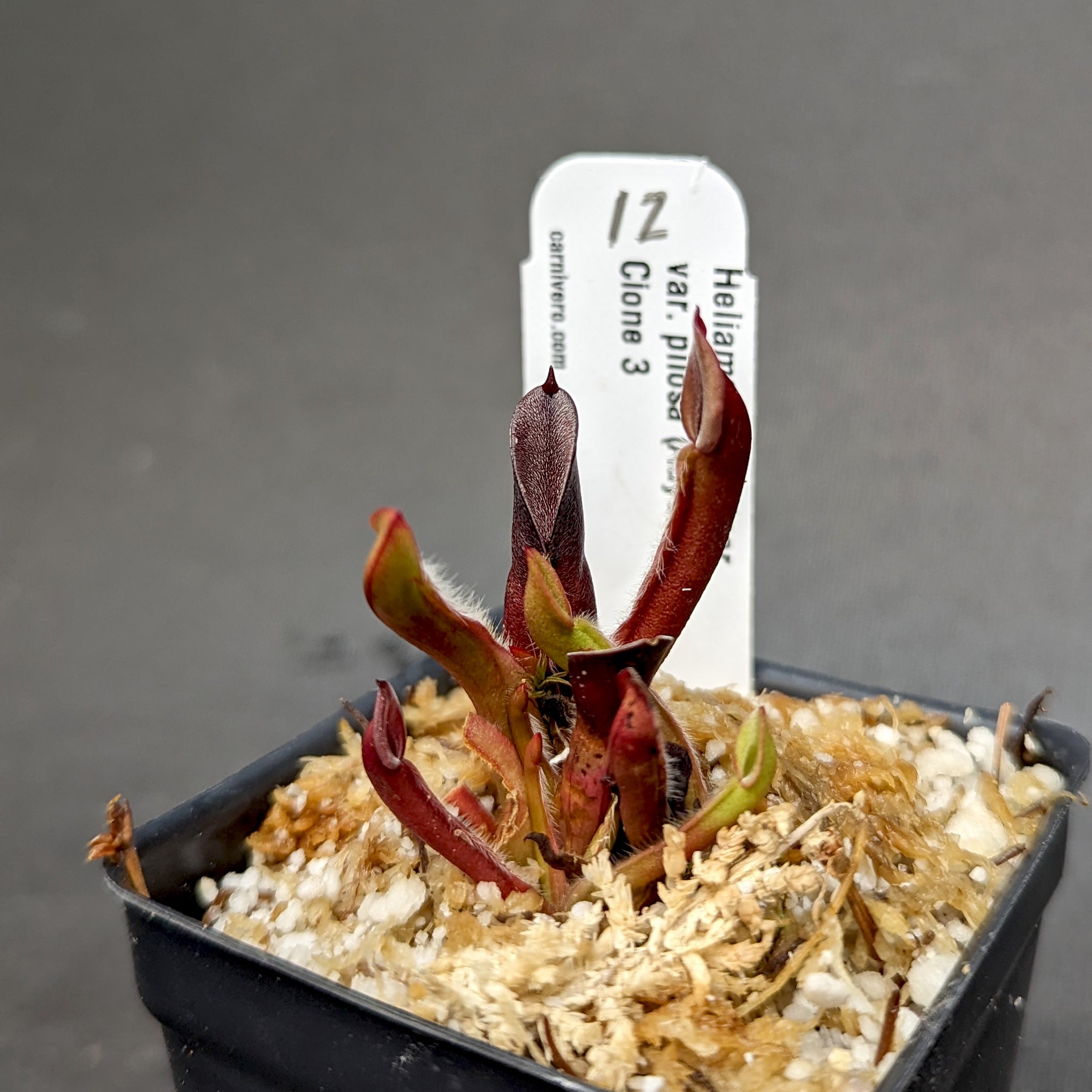 Heliamphora minor var pilosa (Auyan) – Carnivero