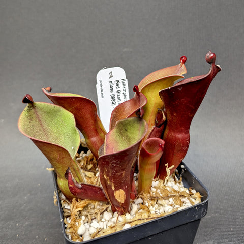 Heliamphora ionasi Red Giant x minor pilosa hybrid with dark red pitchers in rocky potting mix.