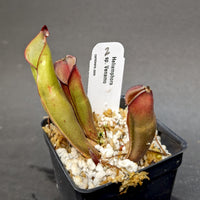 Heliamphora sp. Venamo