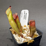 Heliamphora sp. Venamo
