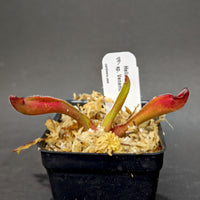 Heliamphora sp. Venamo
