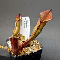 Heliamphora sp. Venamo