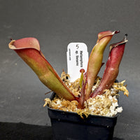 Heliamphora sp. Venamo