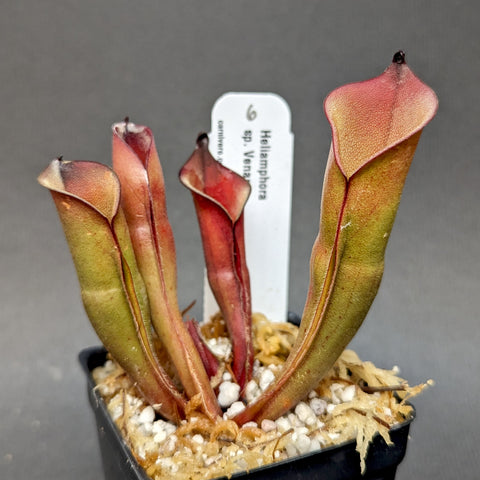 Heliamphora sp Venamo plant with several curved tubular pitchers in a small pot, green to red with gravel mulch.