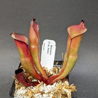Heliamphora sp. Venamo